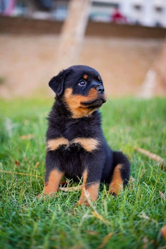 Top quality rottweiler female puppy available 3