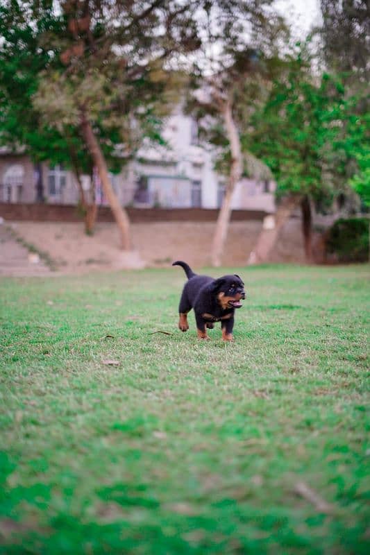 Top quality rottweiler female puppy available 4