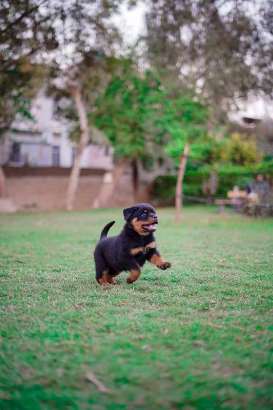 Top quality rottweiler female puppy available 5