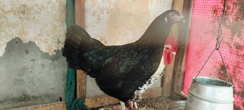 Hen for sale 2