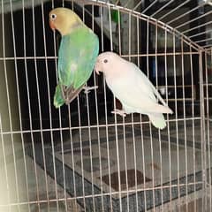 Lovebirds