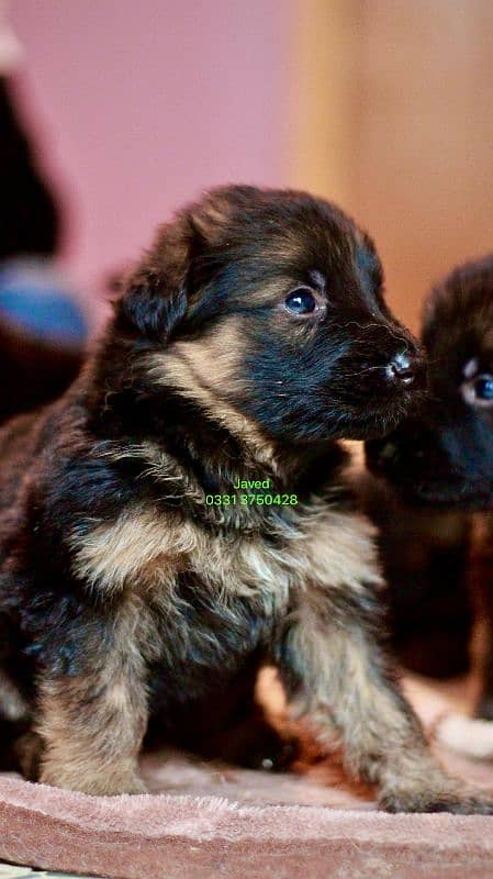 long Coat German shepherd puppies 1