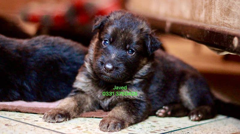 long Coat German shepherd puppies 2