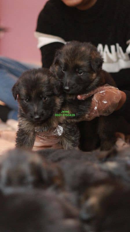 long Coat German shepherd puppies 3