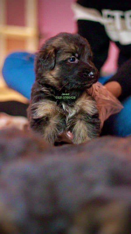 long Coat German shepherd puppies 4