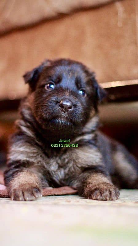 long Coat German shepherd puppies 5