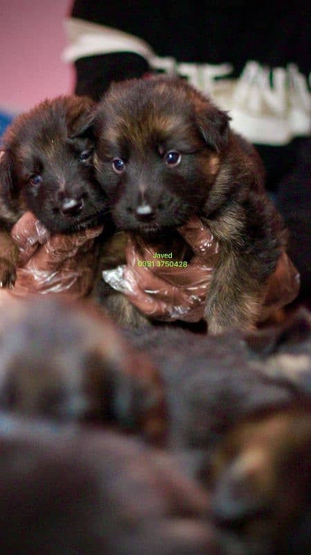 long Coat German shepherd puppies 6