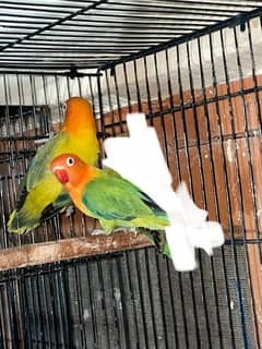 lovebird creamino albino red eye opline breeder pairs