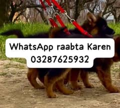 German Shepherd dogs for sale