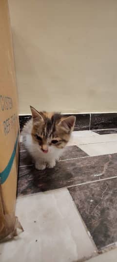 Cute kitten for sale. . . . . only buy if u can take care