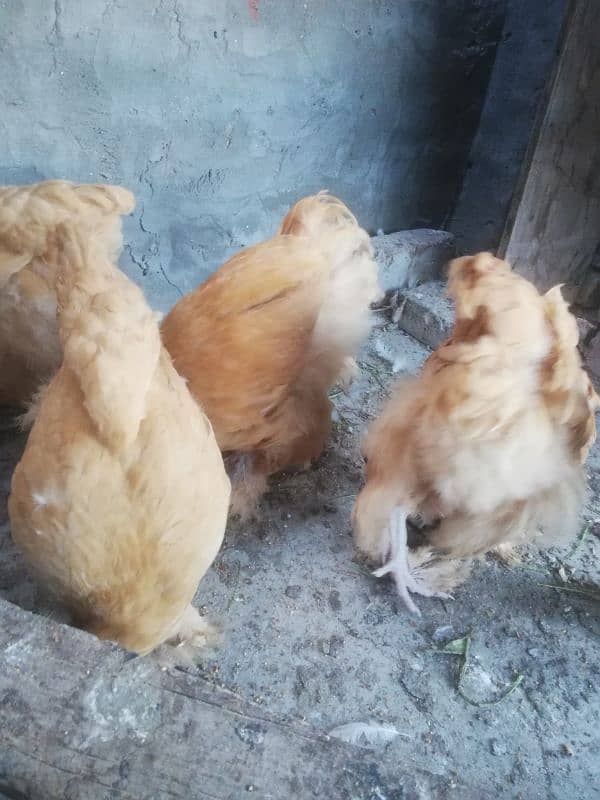 Golden buff chicks for sale 0