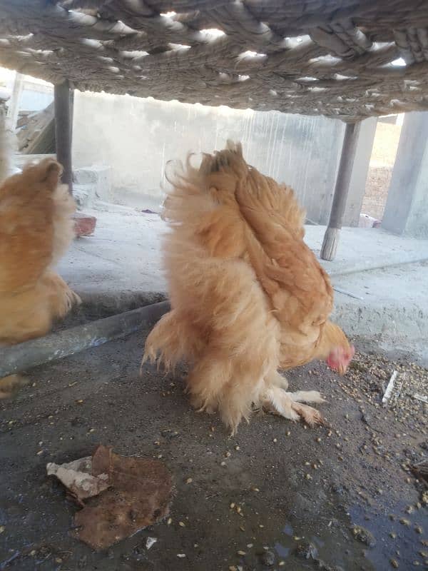 Golden buff chicks for sale 1