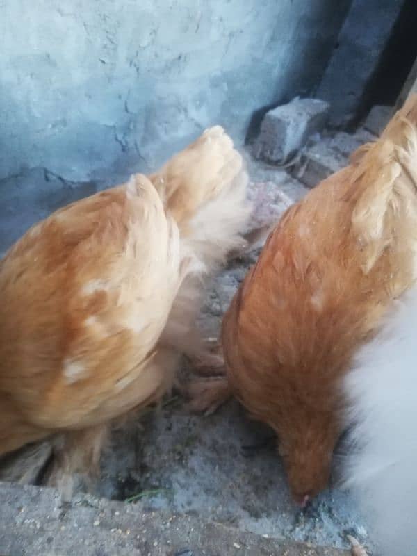 Golden buff chicks for sale 2