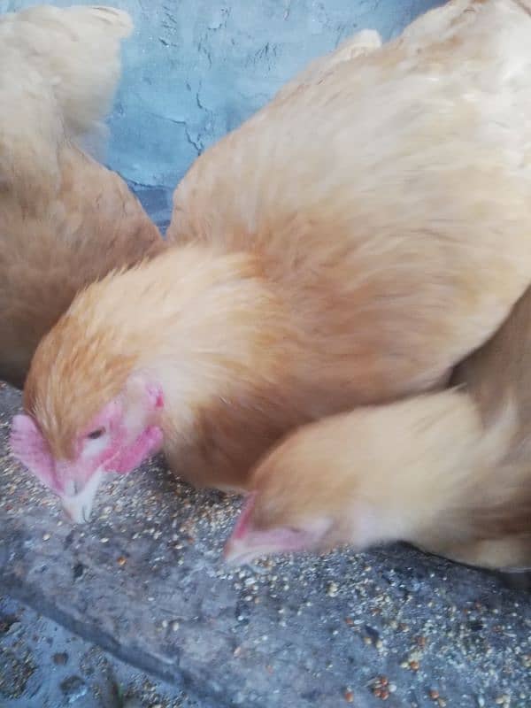 Golden buff chicks for sale 3