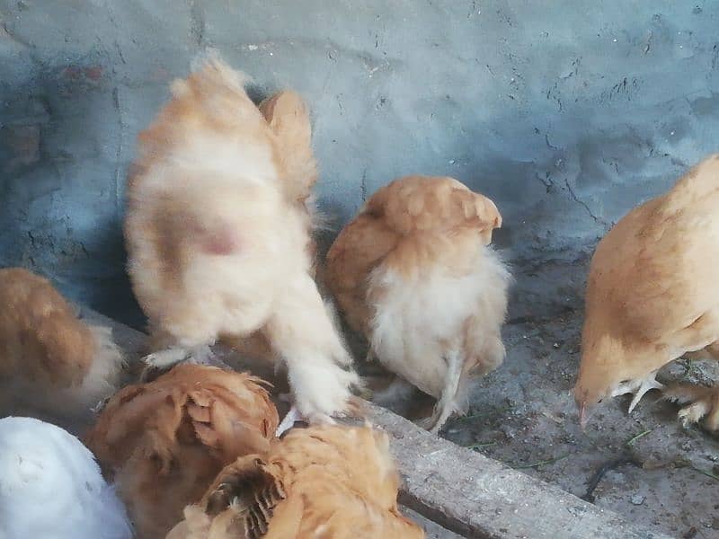 Golden buff chicks for sale 4