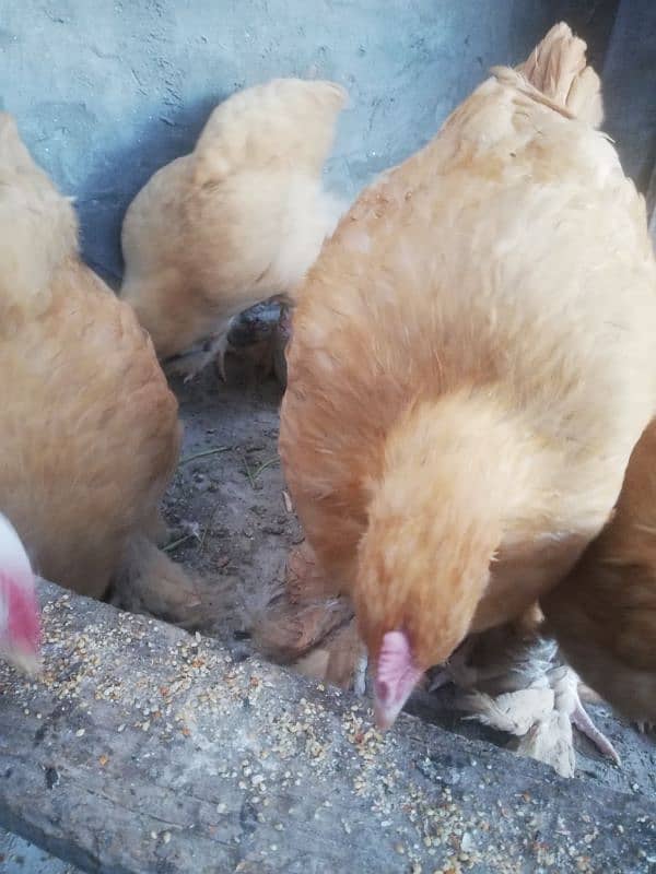 Golden buff chicks for sale 5