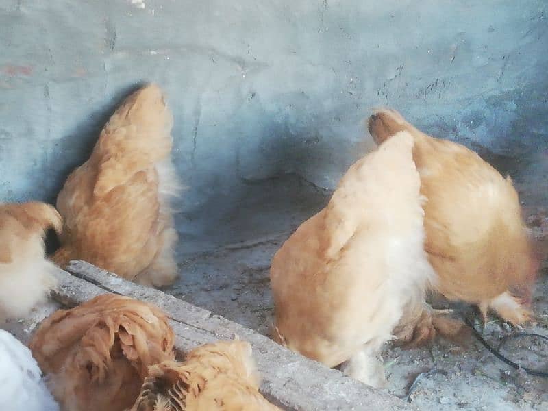 Golden buff chicks for sale 6