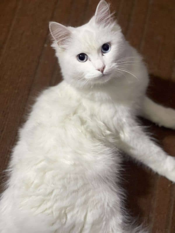 Persian cat  For sale 2