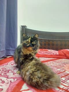 Torties Persian Cat up for Sale.