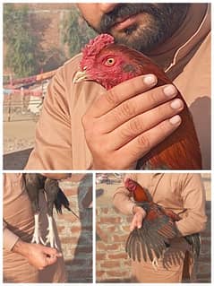 pure Aseel/ Aseel jawa / Thai Aseel / Aseel hens