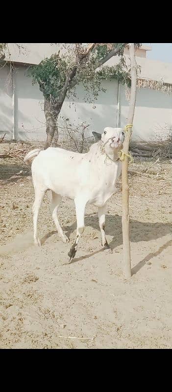 MashaAllah. fateh jangi khera waira. age 13 month. location jand jalwal 0