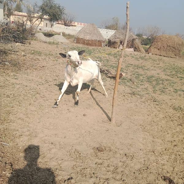 MashaAllah. fateh jangi khera waira. age 13 month. location jand jalwal 1