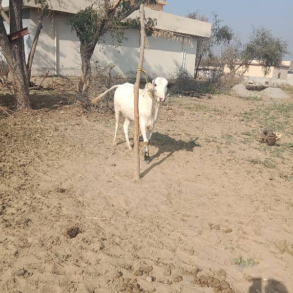 MashaAllah. fateh jangi khera waira. age 13 month. location jand jalwal 2