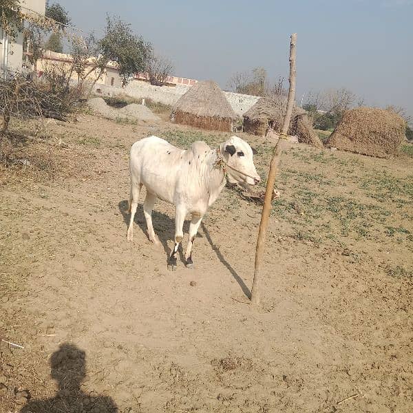 MashaAllah. fateh jangi khera waira. age 13 month. location jand jalwal 3