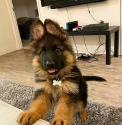 German Shepherd dogs WhatsApp raabta Karen 03287625932