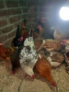 Golden misri Egg laying murgia Available