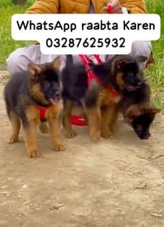 German Shepherd dogs for sale WhatsApp raabta Karen 03287625932