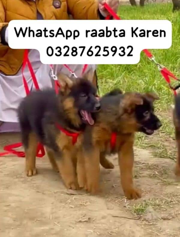 German Shepherd dogs for sale WhatsApp raabta Karen 03287625932 1