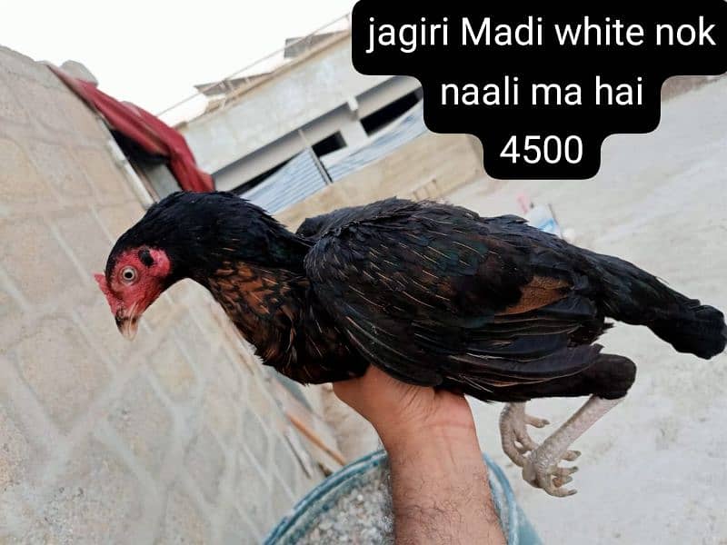 Asali aur nasli chij . 2