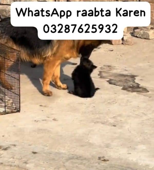 dog German Shepherd  ak price 18000 WhatsApp raabta Karen 03287625932 1