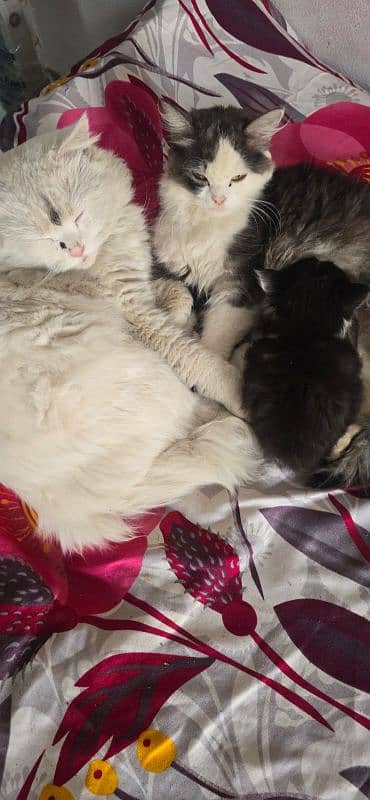 pure persian kitten for sale 4