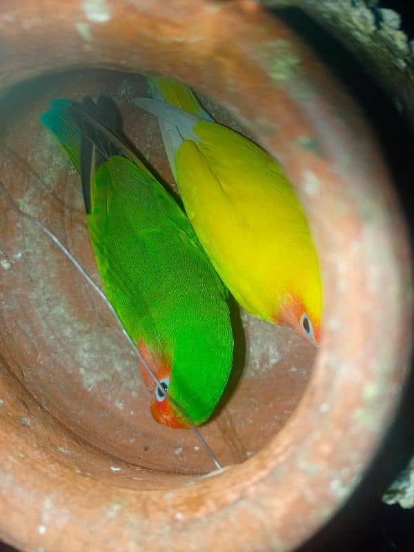 lovebird 1