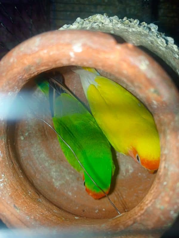 lovebird 2