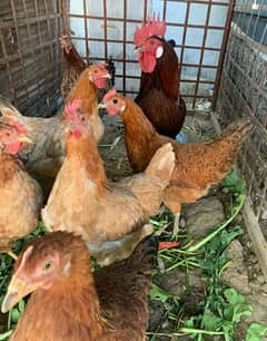 Dasi hens eggs laying