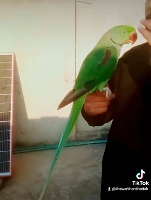 Raw Male hand tamed parrot cargo possible 03161510578 1