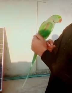 Raw Male hand tamed talkative parrot cargo possible 03161510578