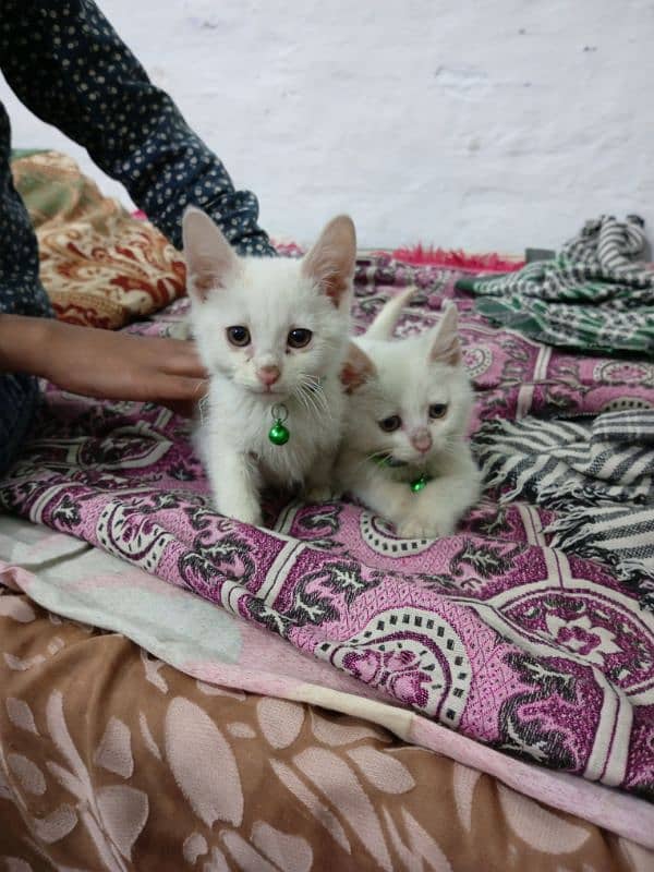 Persian kittens 0