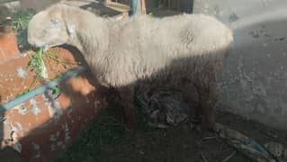 gulabi dumba sheep mundri