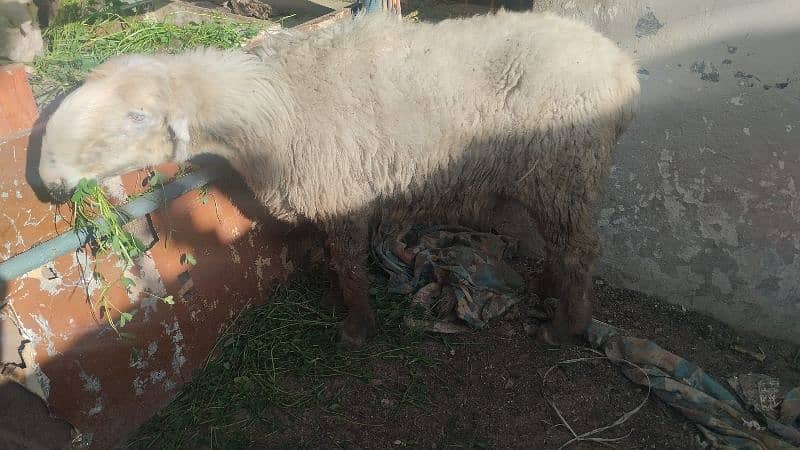 gulabi dumba sheep mundri 7