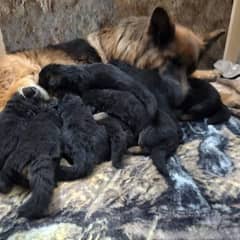 German shepherd long coat healthy puppies urgent for sale 3423937910