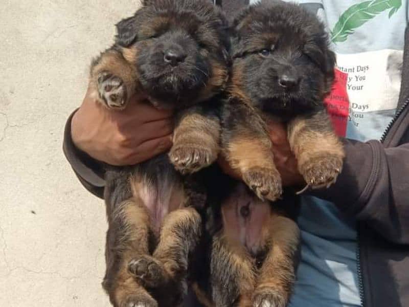 German shepherd long coat healthy puppies urgent for sale 3423937910 1