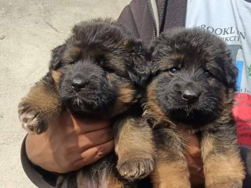 German shepherd long coat healthy puppies urgent for sale 3423937910 2