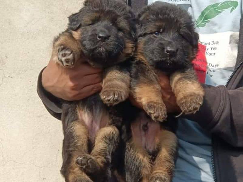 German shepherd long coat healthy puppies urgent for sale 3423937910 3