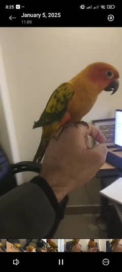 Sun conure male full hand tame