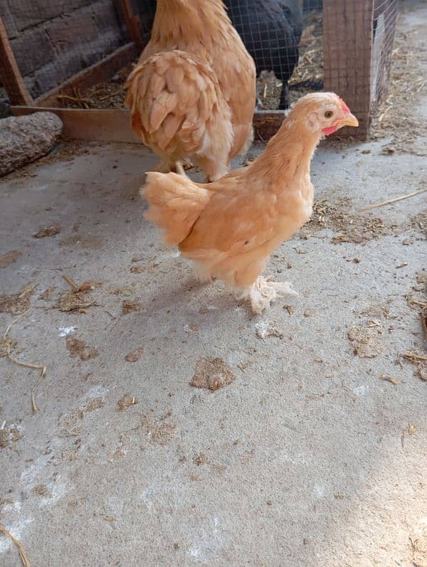 Golden Buff and golden bantam chicks, eggs and male brahma available 10