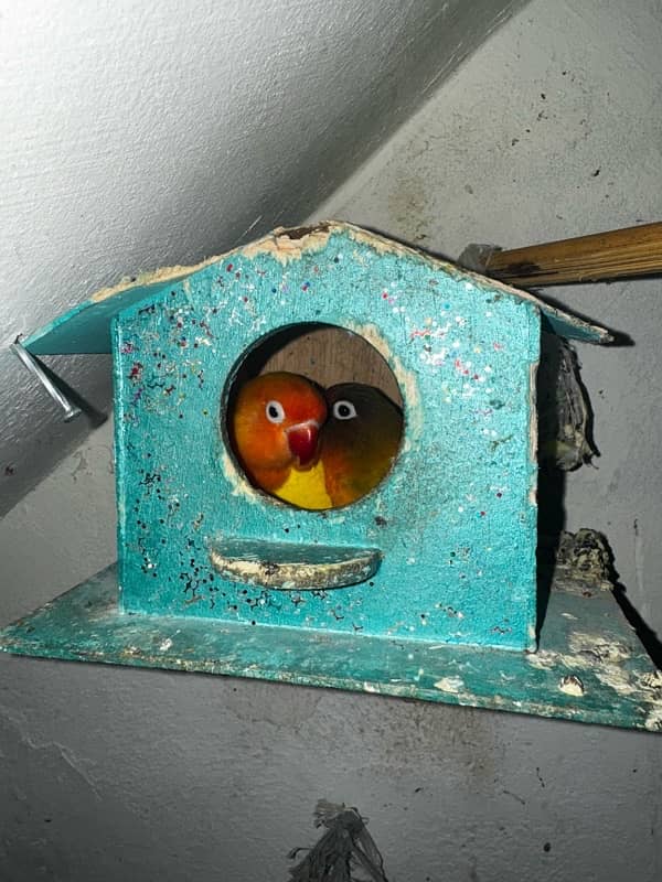 love bird for sale total 11 mix 0